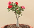 Flower Pink Adenium