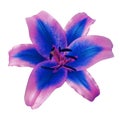 Flower pink blue  lily isolated on white background with clipping path. Close-up Royalty Free Stock Photo