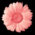 Flower pink calendula isolated on a black background. Close-up.