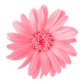 Flower pink calendula, isolated on a white background. Close-up.