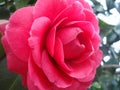 Flower pink camellia natural exquisite