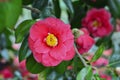 Flower of a pink camellia on a tree