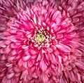 Flower  pink  chrysanthemum. Floral   background. Closeup. Nature. Royalty Free Stock Photo