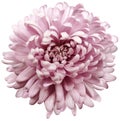 Flower pink chrysanthemum . Flower isolated on a white background. No shadows with clipping path. Close-up. Royalty Free Stock Photo