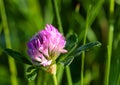 Flower of a pink clover with dew drops, morning Royalty Free Stock Photo