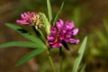 A flower of pink clover in the meadow