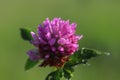 Flower of a pink clover in the sun. A blue flower in droplets of dew on a blurred green background. Plants of the meadows of the r Royalty Free Stock Photo