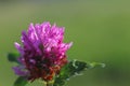 Flower of a pink clover in the sun. A blue flower in droplets of dew on a blurred green background. Plants of the meadows of the r Royalty Free Stock Photo