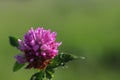 Flower of a pink clover in the sun. A blue flower in droplets of dew on a blurred green background. Plants of the meadows of the r Royalty Free Stock Photo