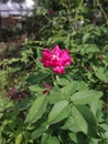 Pink flower in the plant
