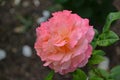 flower pink coral luminous rose flowers nature