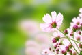 Flower pink cosmos