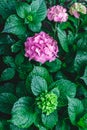 Flower Pink-crimson hydrangea on the bush in the garden. Close-up. View from above Royalty Free Stock Photo