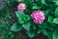 Flower Pink-crimson hydrangea on the bush in the garden. Close-up. View from above Royalty Free Stock Photo