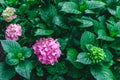 Flower Pink-crimson hydrangea on the bush in the garden. Close-up. View from above Royalty Free Stock Photo