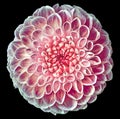 Flower pink dahlia isolated on black background. Close-up. Element of design. Royalty Free Stock Photo