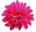 Flower pink dahlia isolated on white background. Closeup. Royalty Free Stock Photo