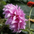 Flower of a pink dahlia in the sunlight Royalty Free Stock Photo