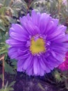 Flower pink daisy garden purple violet Royalty Free Stock Photo