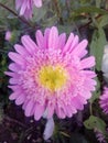 Flower pink daisy garden nature Royalty Free Stock Photo