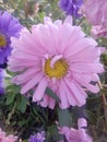 Flower pink daisy garden nature violet Royalty Free Stock Photo