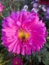 Flower pink daisy garden rose Royalty Free Stock Photo