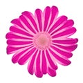 Flower pink daisy isolated on white background with clipping path. Close-up. Royalty Free Stock Photo
