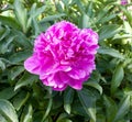 Flower pink dendritic peony