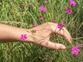 Flower of pink dianthus on meadow. Woman hand touching Royalty Free Stock Photo