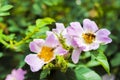 Flower of dog-rose closeup with a bee collecting nectar on it Royalty Free Stock Photo