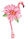 Flower and pink flamingos on a white background. Watercolor illustration, floral design Royalty Free Stock Photo