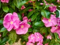 Flower pink, fuchsia and white color with yellow center and background of green leaves