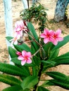 Flor Rosa Fucsia Royalty Free Stock Photo