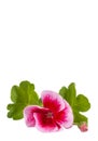 Flower pink geranium. Isolated on white Royalty Free Stock Photo
