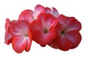 Flower pink geranium. Isolated on a white background. Close-up. without shadows. For design. Royalty Free Stock Photo