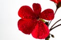 Flower pink geranium. Isolated on a white background. Close-up. without shadows. Royalty Free Stock Photo