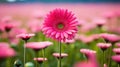 flower pink gerber daisy