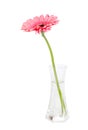 Flower pink gerbera in a glass vase Royalty Free Stock Photo