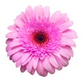 Flower pink gerbera isolated on white background. Summer. Spring. Flat lay, top view Royalty Free Stock Photo