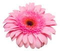 Flower pink gerbera isolated on white background. Summer. Spring. Flat lay, top view Royalty Free Stock Photo