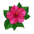Flower of pink hibiscus with leaves. Tropical plants from the Hawaiian Islands. Cartoon style