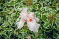 Flower pink iris in the morning dew. Green background Royalty Free Stock Photo