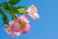 Flower pink iris spring on blue sky background