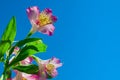 Flower pink iris spring on blue sky background