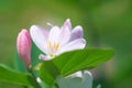 Flower of pink jasmine