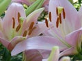 Flower of pink lily, close-up. Royalty Free Stock Photo