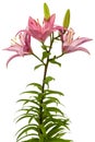 Flower of a pink lily, isolated on white background Royalty Free Stock Photo