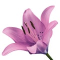 Flower pink lily isolated on white background. Close-up. Royalty Free Stock Photo