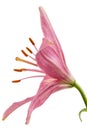 Flower of a pink lily, isolated on white background Royalty Free Stock Photo