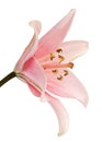 Flower of pink lily, isolated on white background Royalty Free Stock Photo